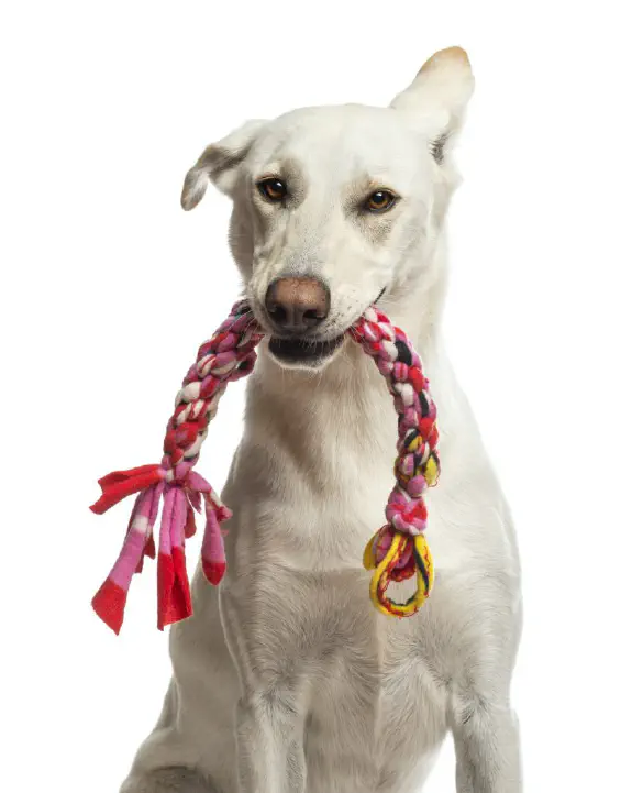 Pet Shop kokoaa lemmikkitarvikkeet sivuilleen