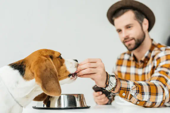 Miten valita koiranruoka?